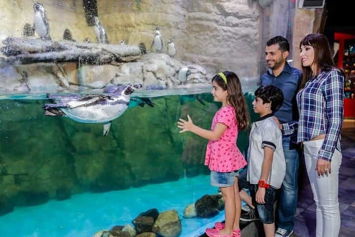 Dubai Aquarium + Penguin Cove Tickets with Transfers