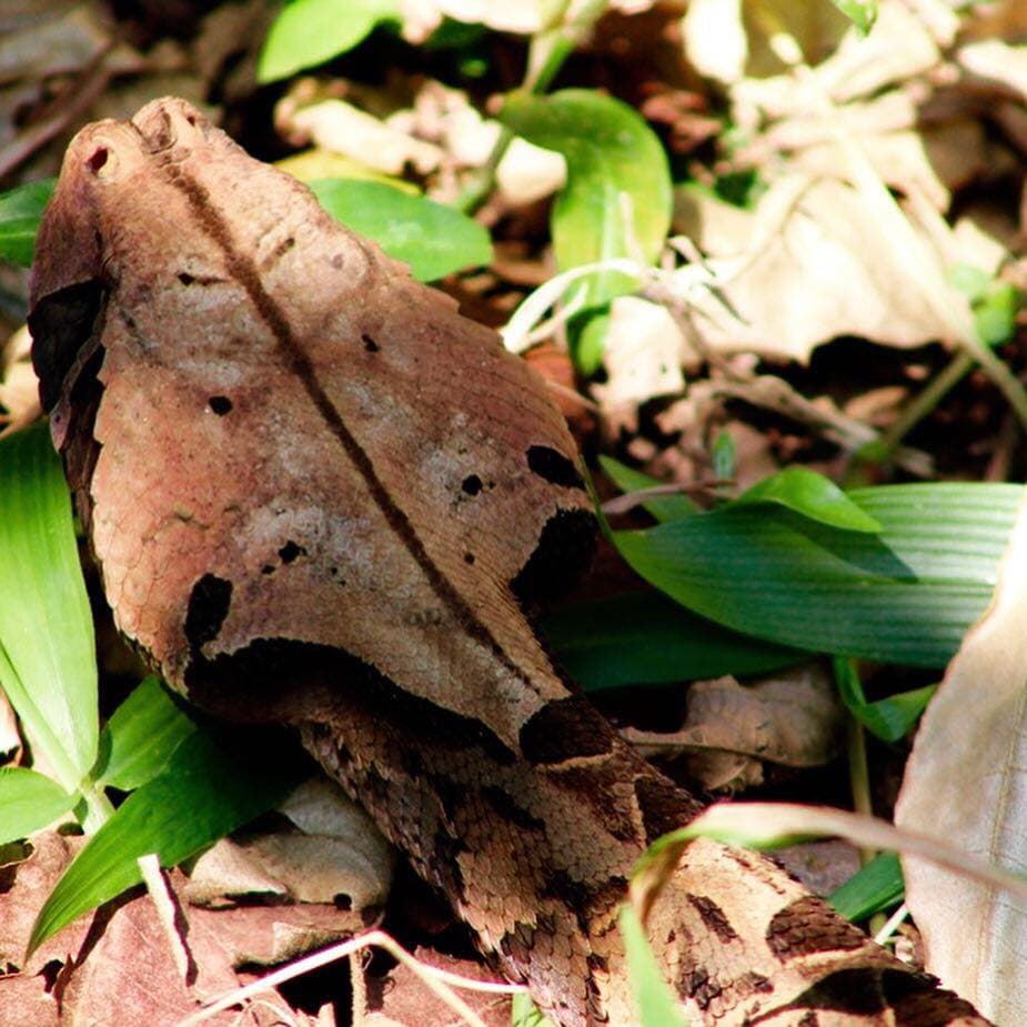 Virunga Biodiversity Safari & Gorilla Conservation Expedition