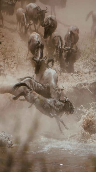 3 Days Masai Mara National Reserve Budget