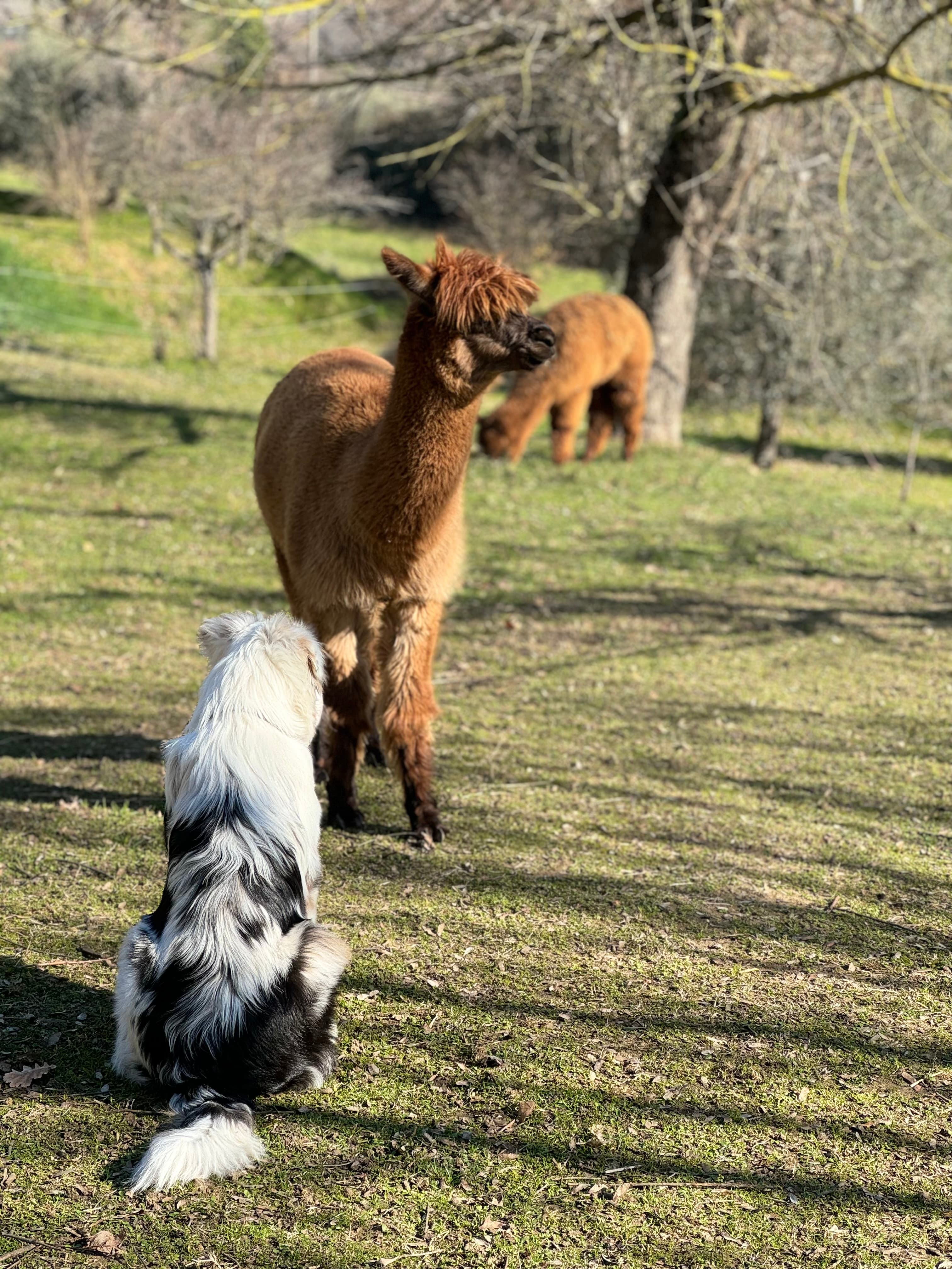 Walk with the Alpacas