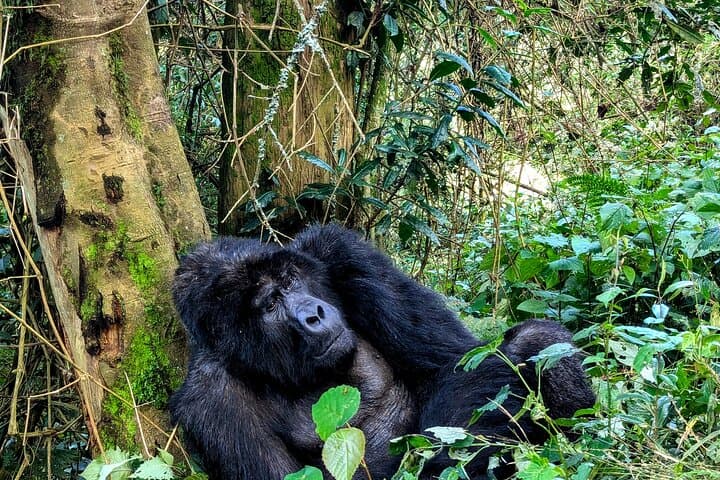 4 Days Gorilla Habituation Experience