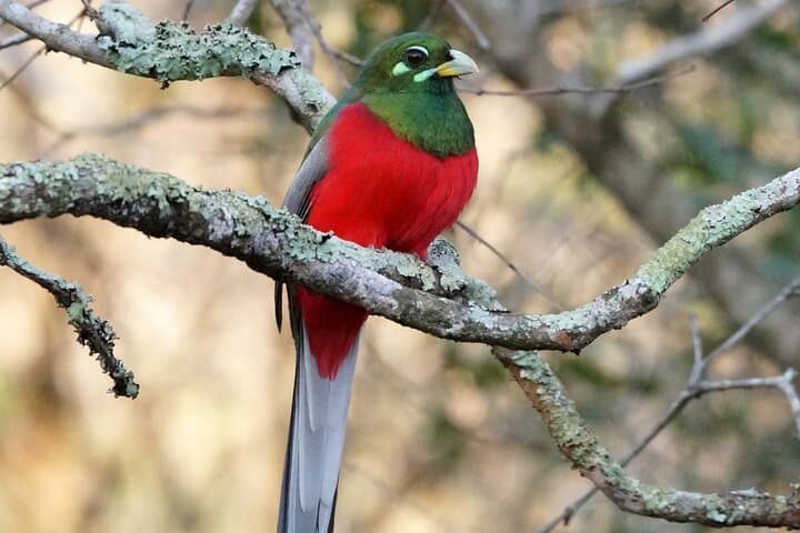 Durban Birdwatching Tour