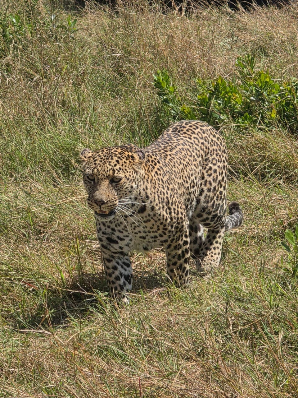 7 Days 6 Nights Maasai Mara, Lake Nakuru, Lake Naivasha and Amboseli Luxury Safari