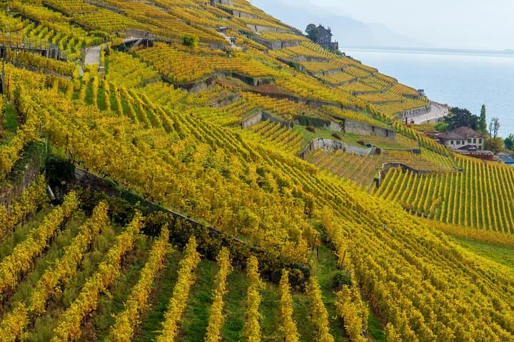 Lavaux Wine and Vineyard Experience with Boat Cruise