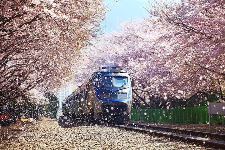 Spring 6 days Cherry Blossom Jeju&Busan&Jinhae&Gyeongju on 31 Mar to 10 Apr