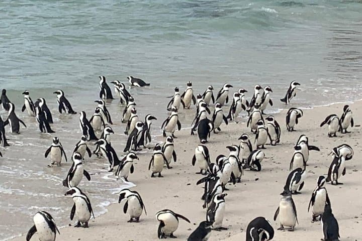 Cape of Good Hope & Penguin Private Tour from Cape Town