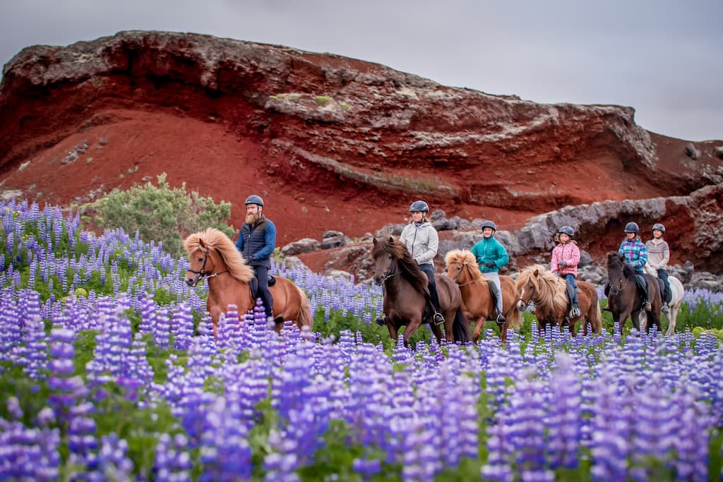 Viking Horses Morning Tour