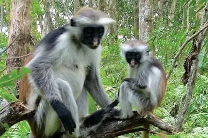 Zanzibar Jozani Forest Reserve Guided Half-Day Tour