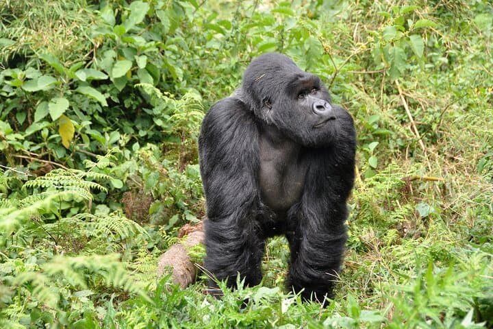 3-Day Gorilla Trekking in Bwindi Impenetrable Forest