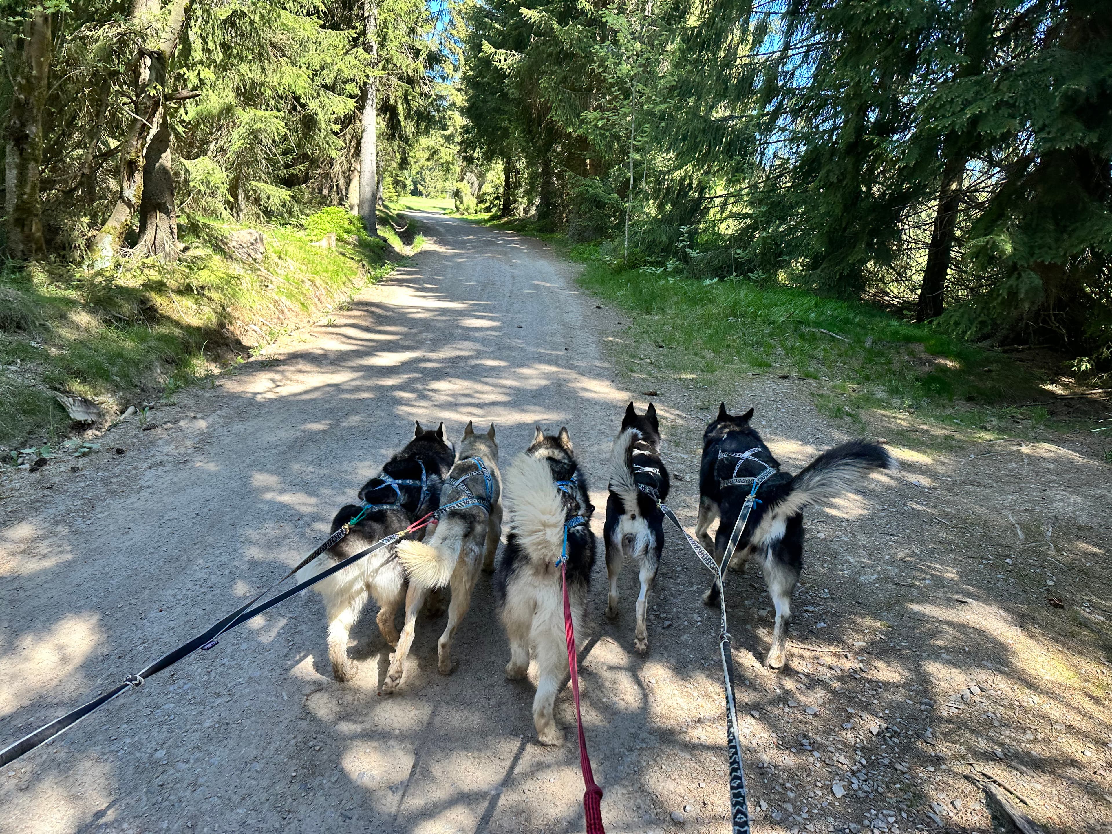 A Husky Hike through the Wilderness