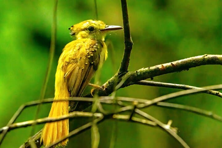 Churute Reserve Birdwatching Shared Wildlife Watching Activity