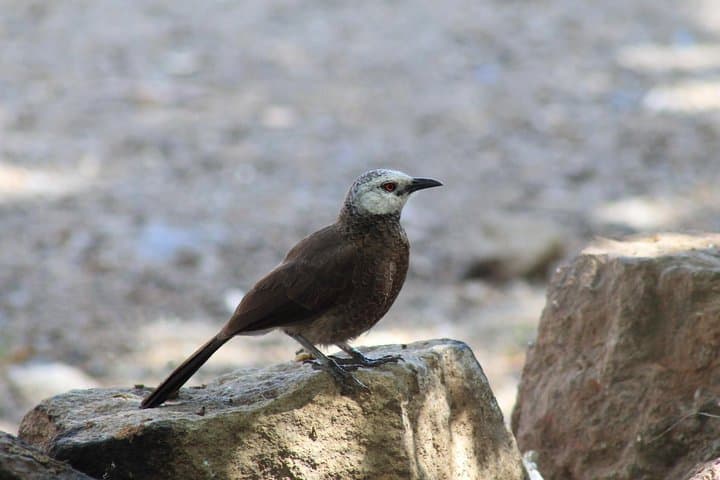  Trekking in Ethiopia's Lalibela Wollo Highland 5 Days / 4 Nights