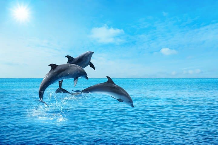 Swim with Dolphins & Snorkeling in Hurghada – Boat Trip & Lunch