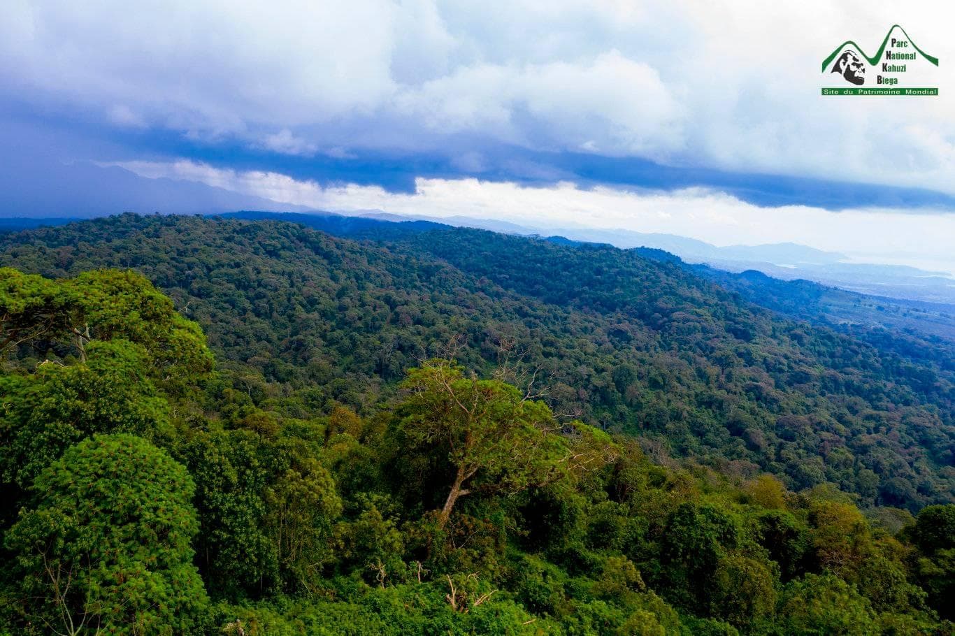 Grauer’s Gorilla Kingdom Safari – Kahuzi-Biega UNESCO Rainforest Expedition