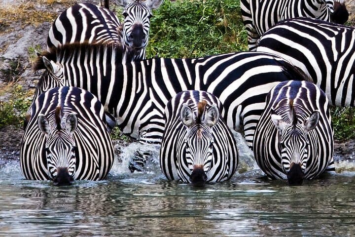 Northern Circuit Safari: 7Days from Arusha - Tanzania’s Top Parks