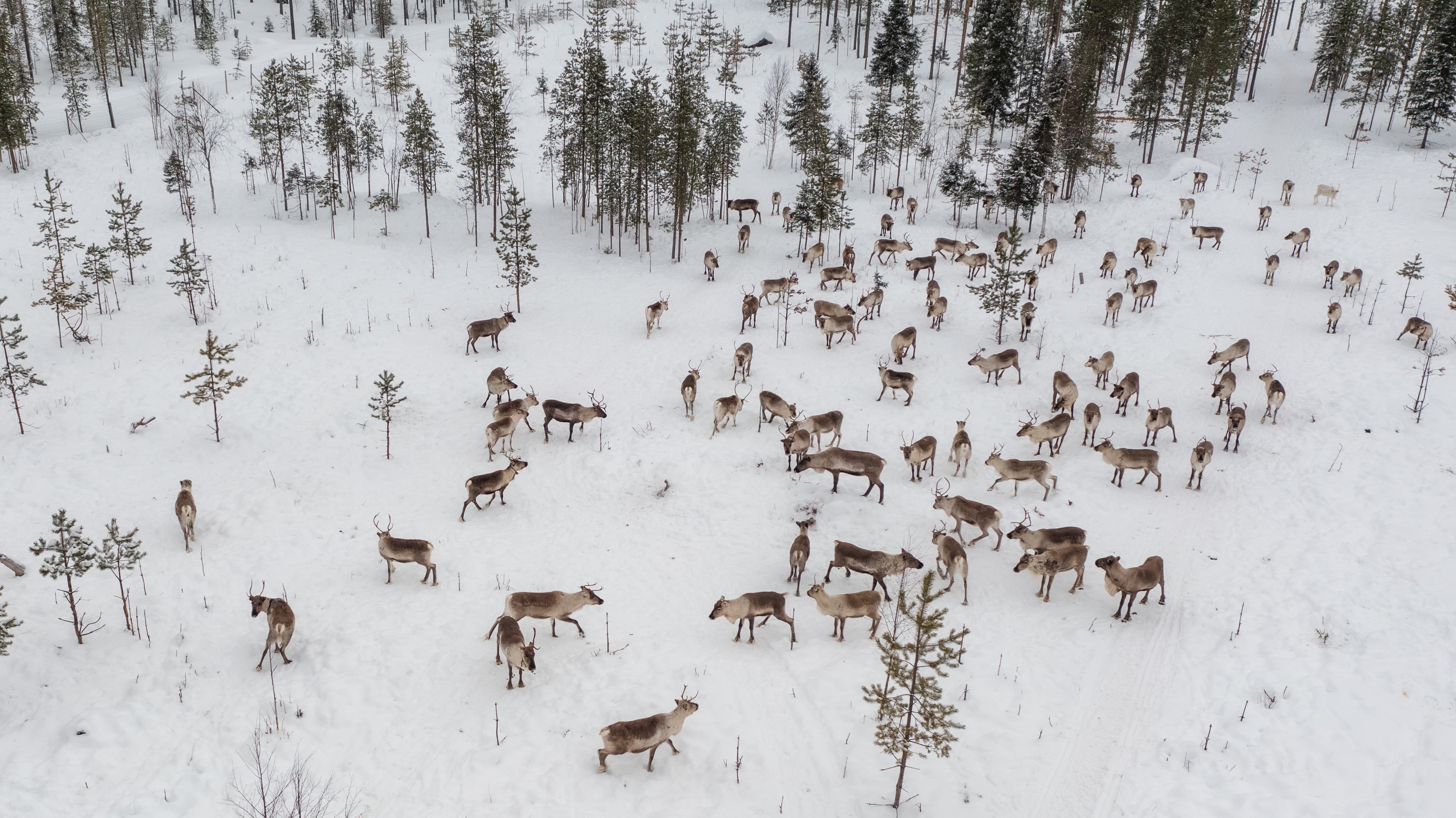Visit a Real Reindeer Farm