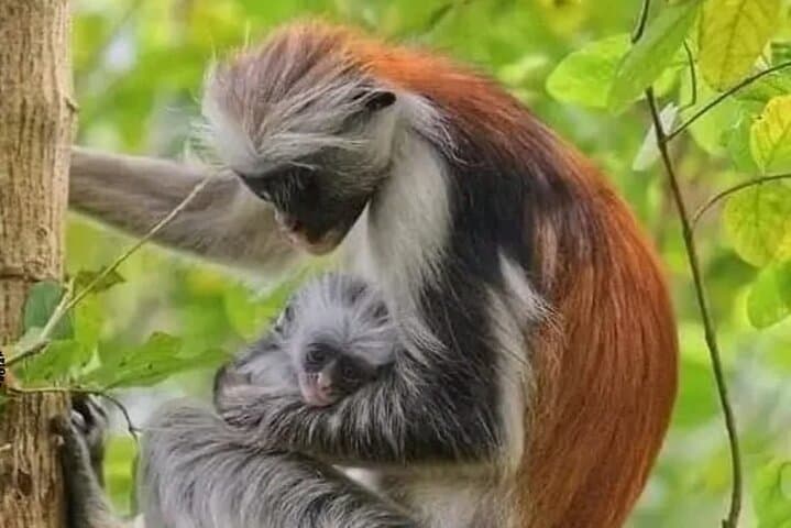 Jozani Forest Tour and Lunch at Rock Restaurant in Zanzibar