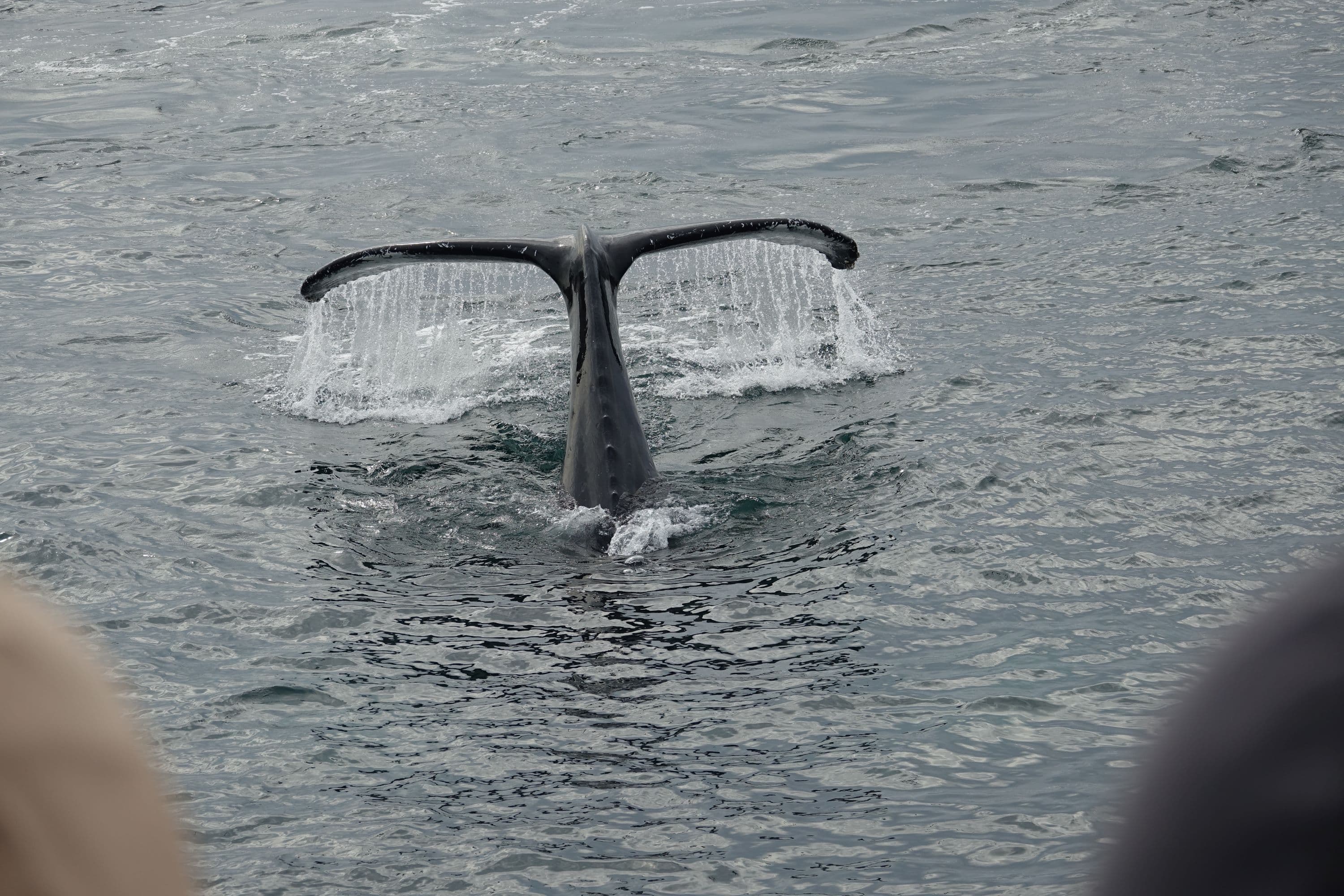 Reykjavík Bay Arctic Rose Whale Watching Excursion