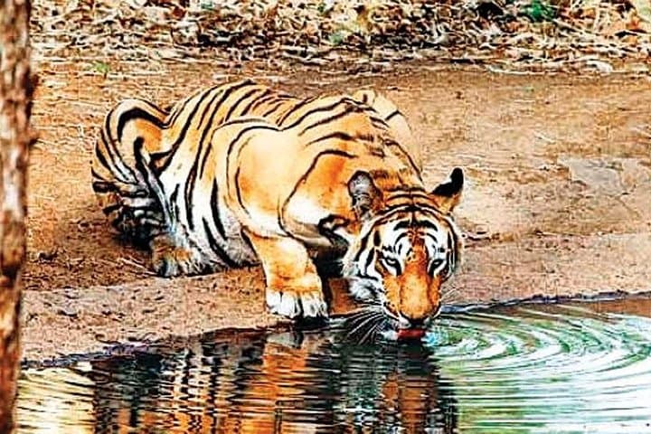 Private Day Trip to Sariska National Park (Tiger Safari) From Jaipur