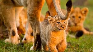 4Days 3Nights Maasai Mara group safari in 4WD From Nairobi