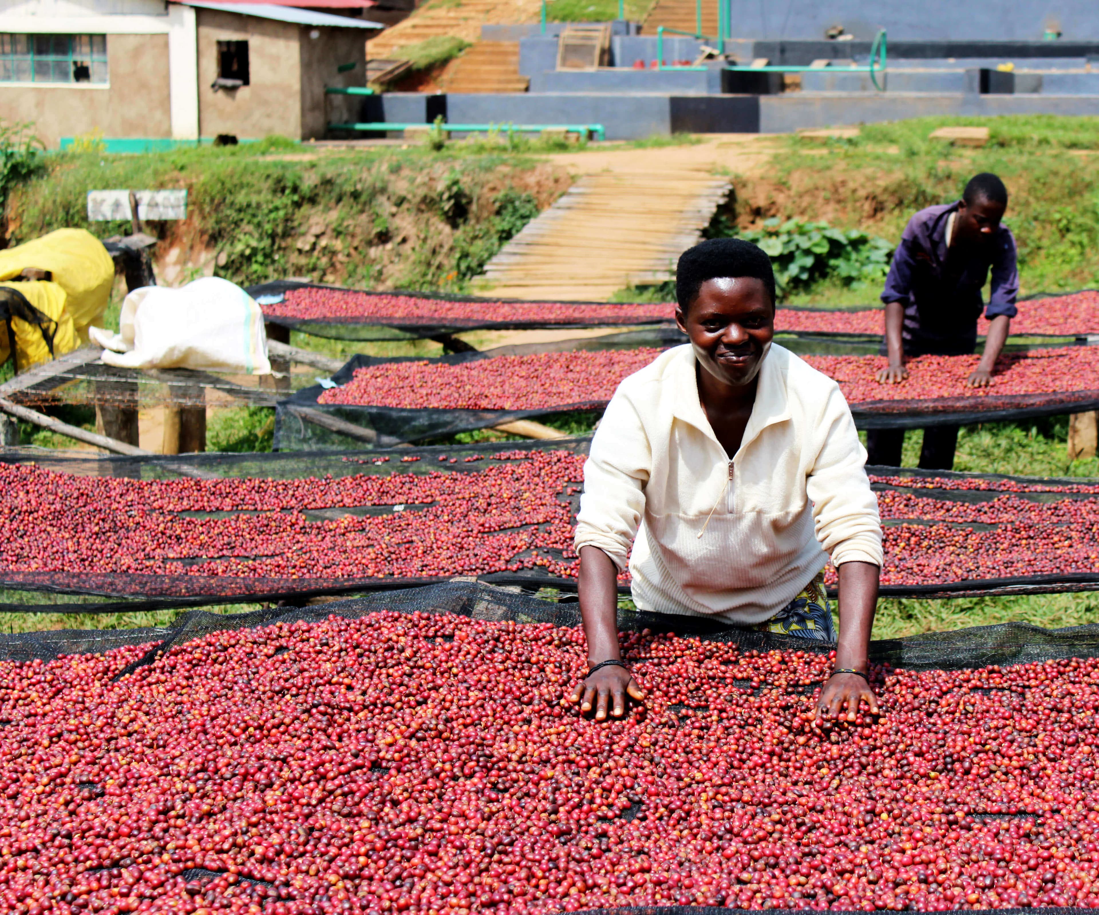 6-Day Coffee Tour, Jinja, Sipi and Kidepo Valley National Park Safari 