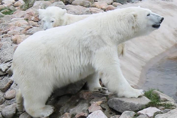 Bus to Ranua Zoo from Rovaniemi