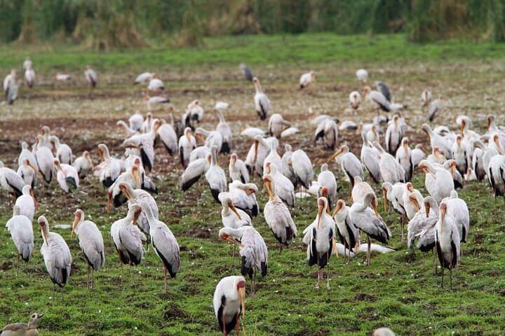 2 Days Tarangire-Lake Manyara NP From Arusha