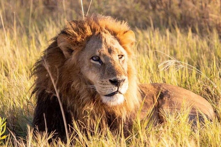 Nairobi National Park and Giraffe Center Private Tour