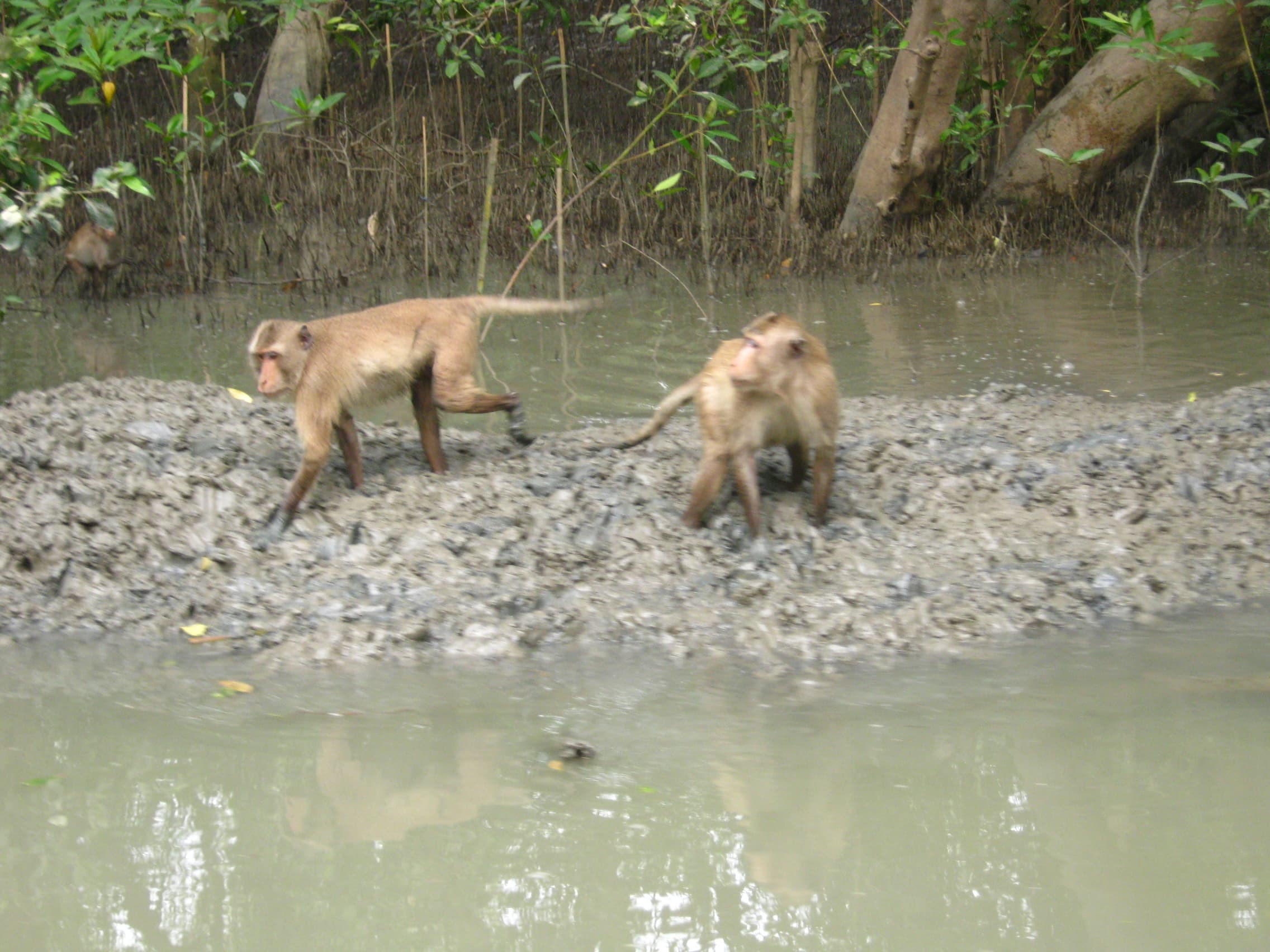 Bangkok: Damnoen Saduak, Maeklong and Mangrove Forest Tour
