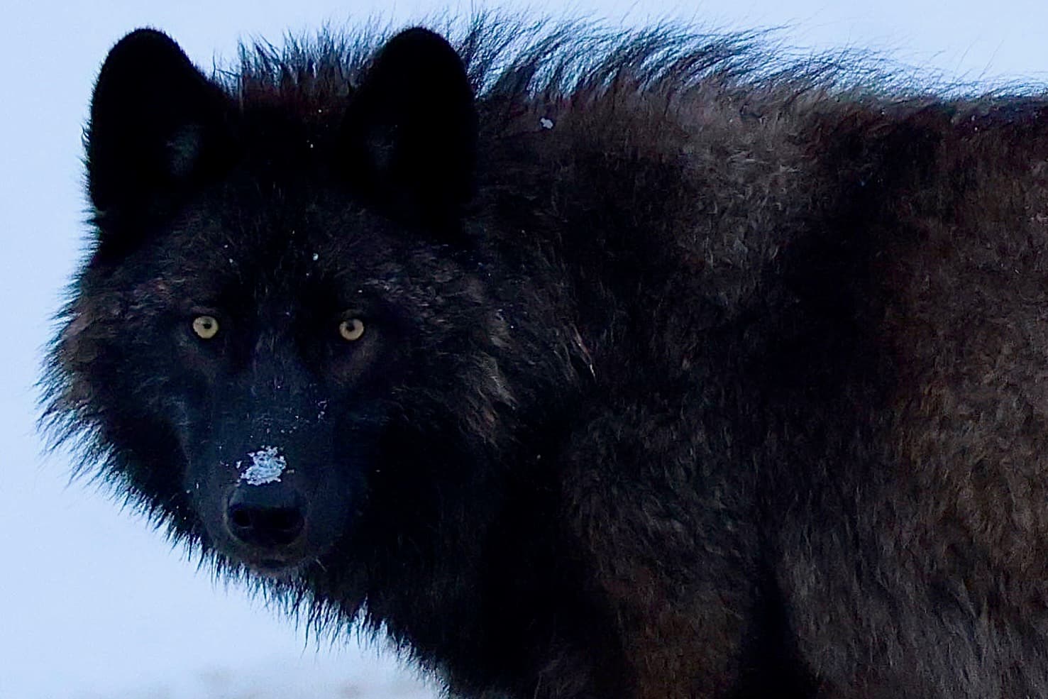 Yellowstone Private Winter SAFARI and Wolf Watching Tour
