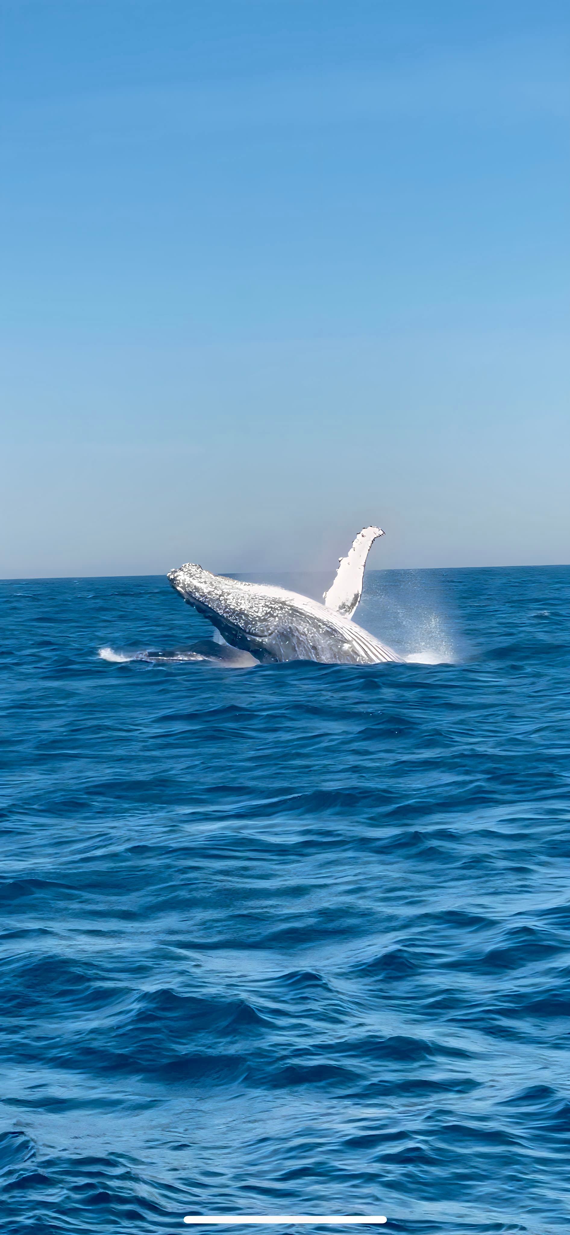 Whale Watching Expedition