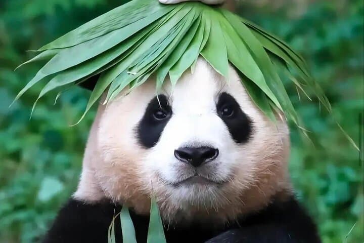 Beijing Culture: Calligraphy Class, Hutong Rickshaw, Panda House 