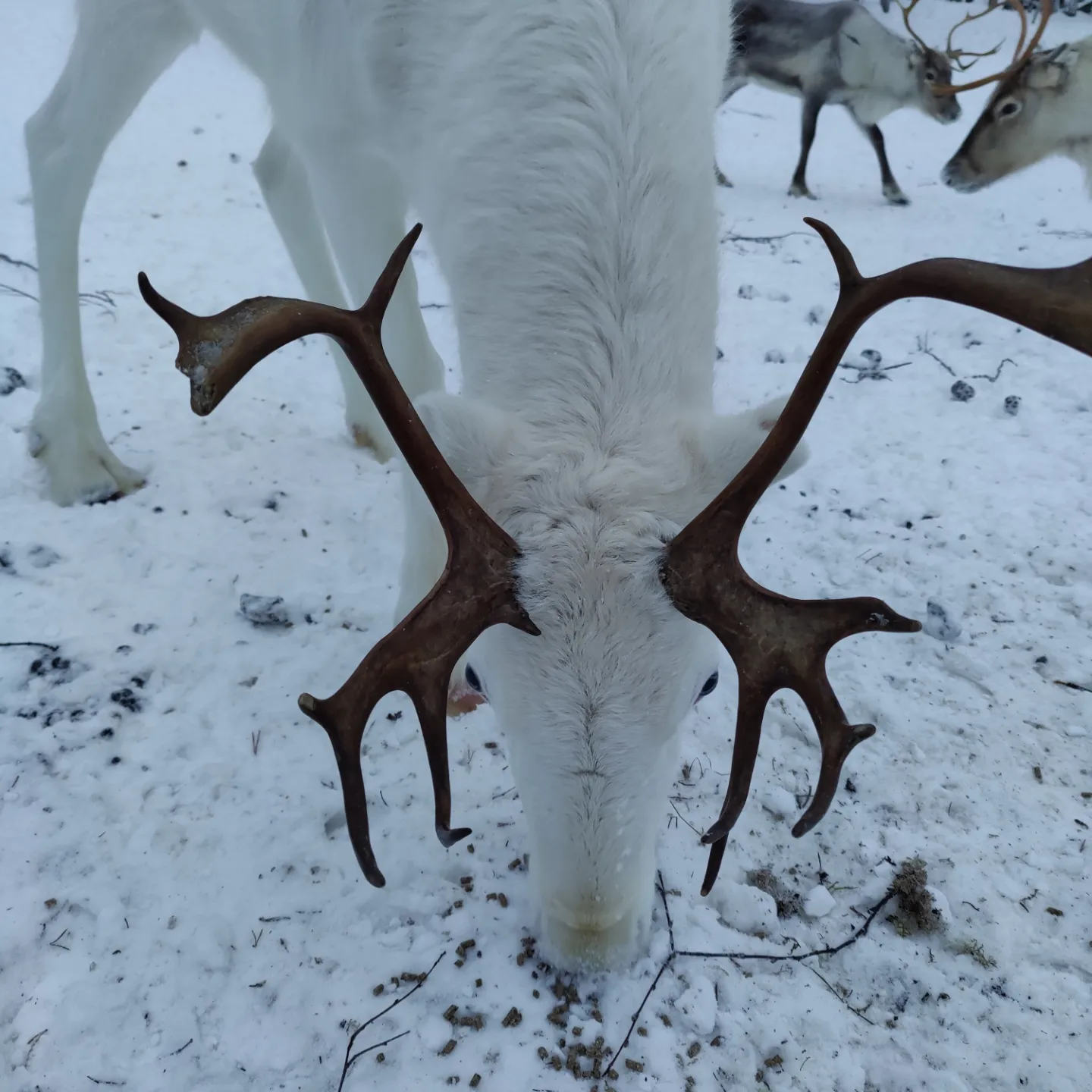 Private Reindeer Herder Day Experience, Rovaniemi, Lapland, Finland