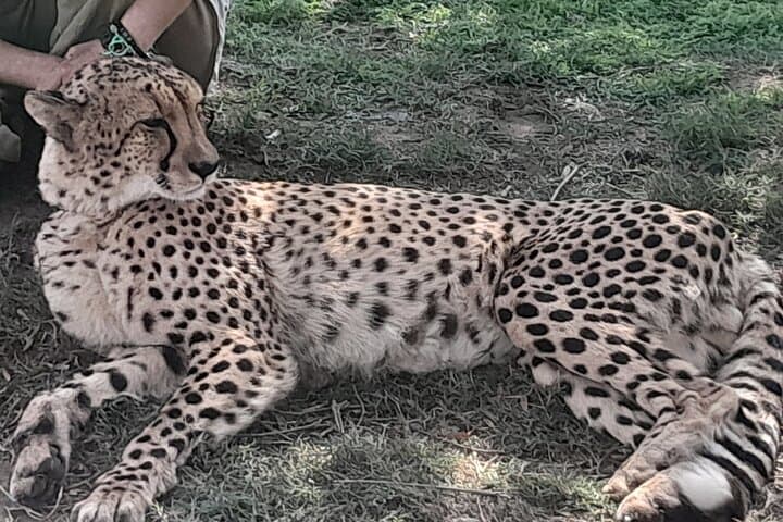 Cheetahs Encounter Giraffe house Wine tasting private tour
