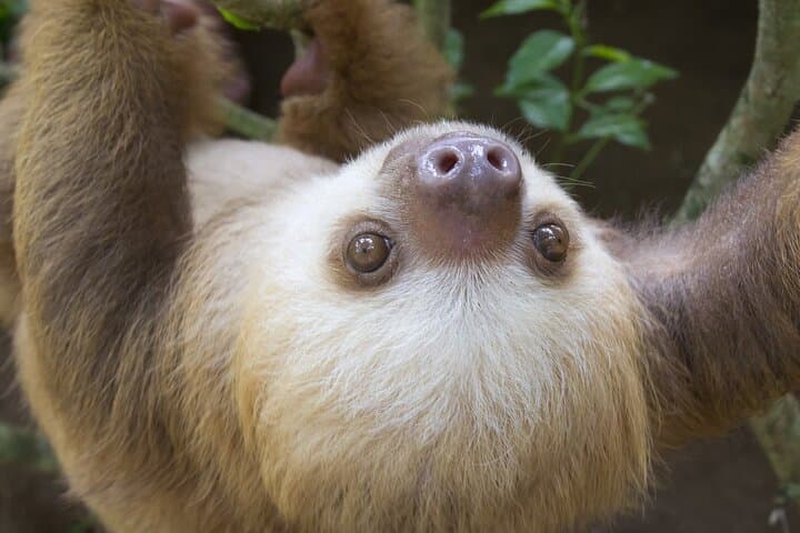 Arenal Sloths Lovers & Baldi Hot Springs. Private Tour