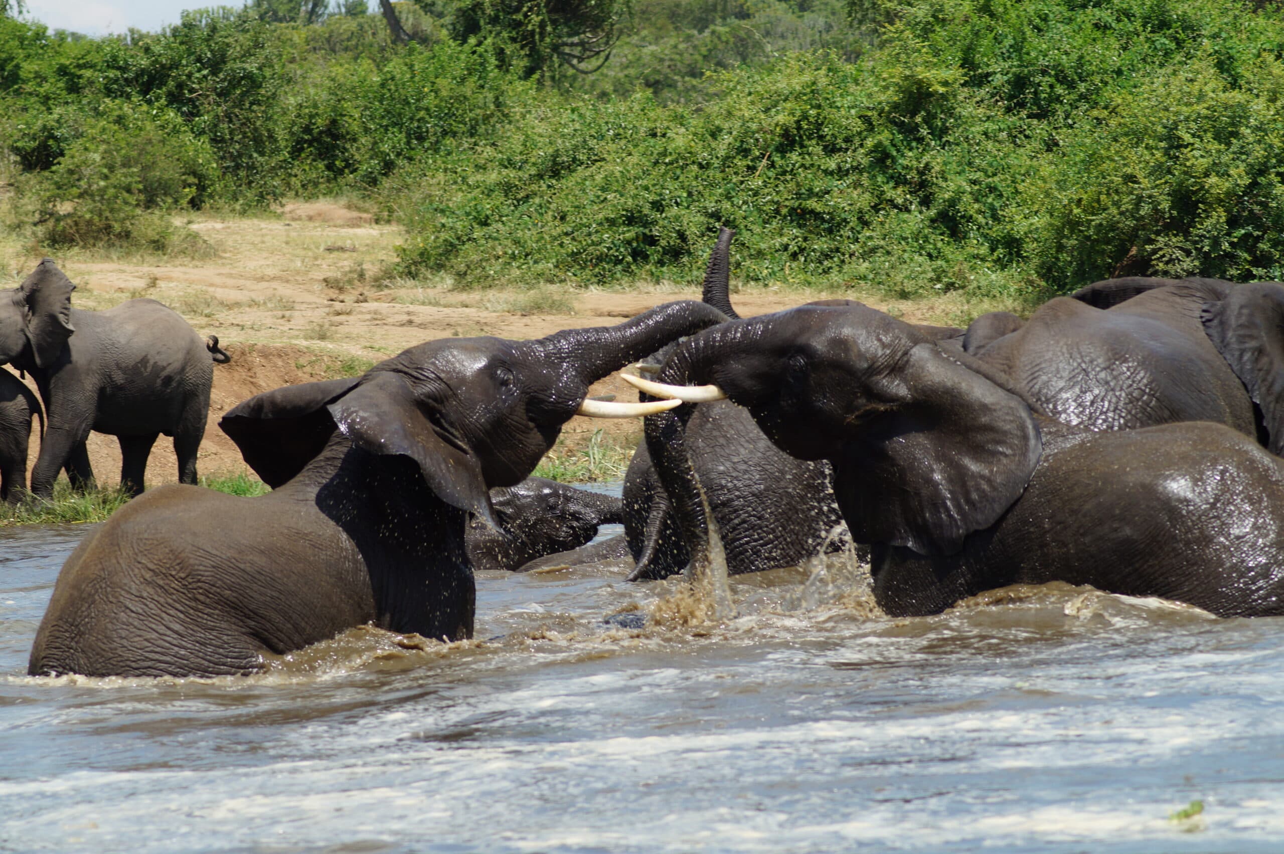 1- DAY Queen Elizabeth National Park: A Full-Day Safari Adventure