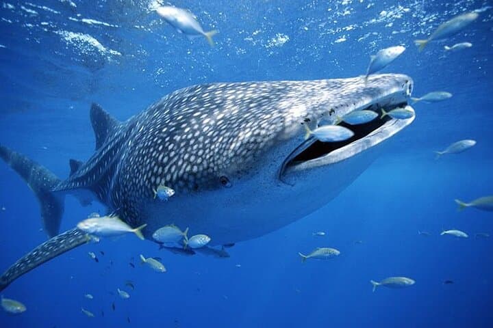 BEST OF CEBU:Oslob Whaleshark Encounter w Sandbar & Tumalog Falls