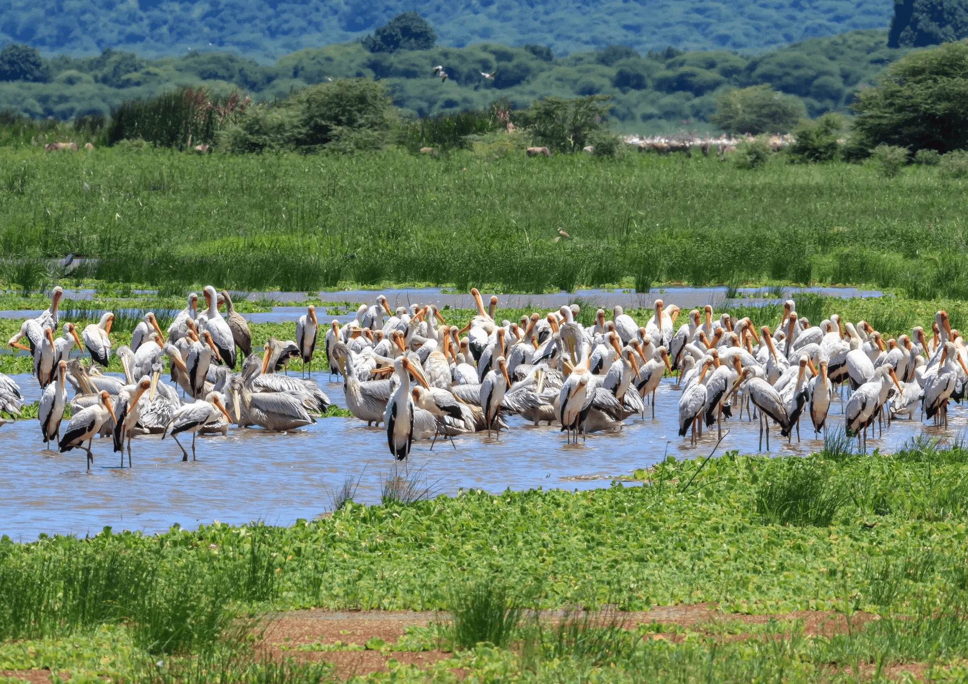 Lake Manyara Safari + Cultural Lunch in Mto wa Mbu + Maasai village