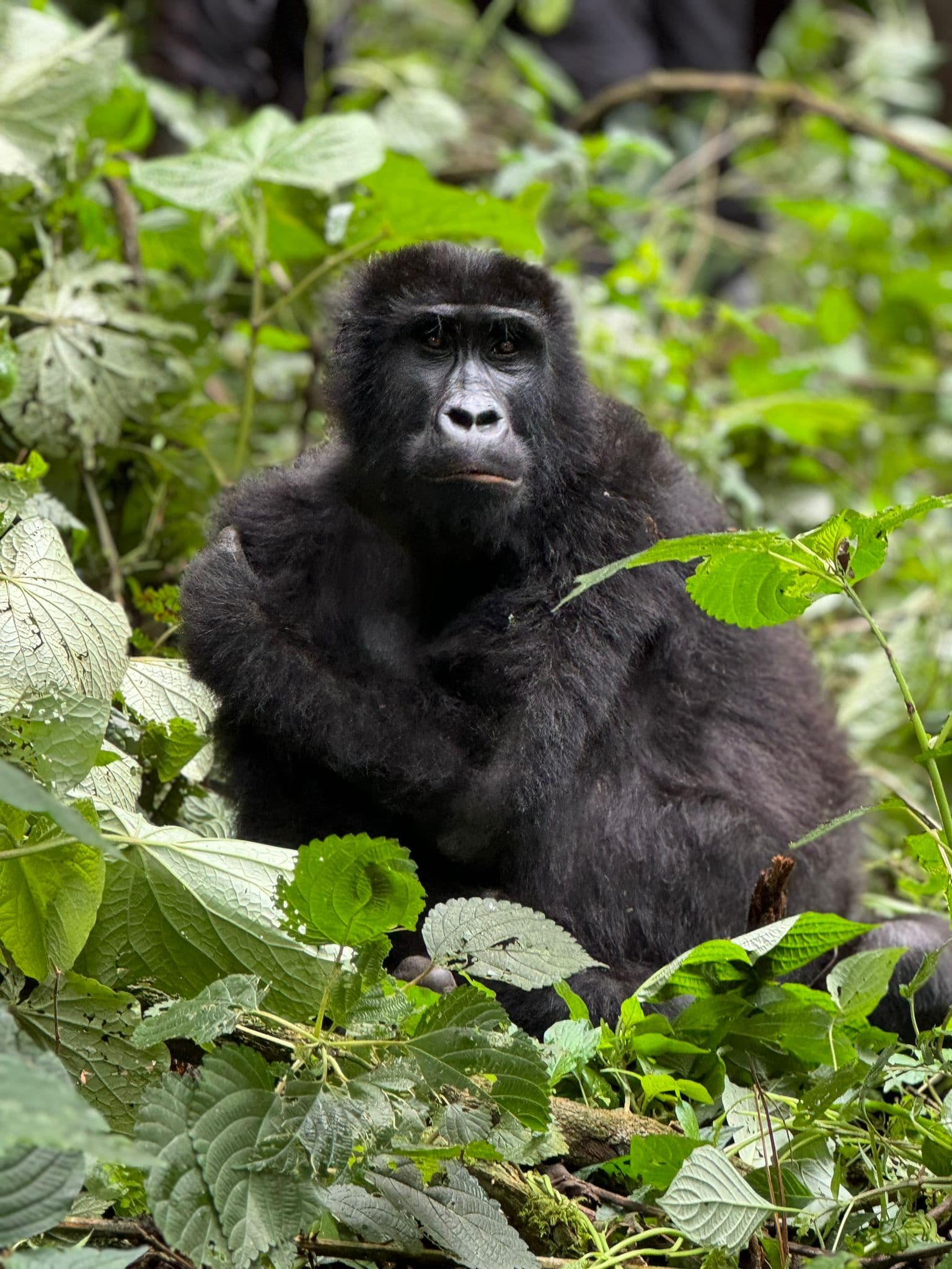6-Day Bwindi NP, Kalinzu, Queen Midrange Tour via Kigali