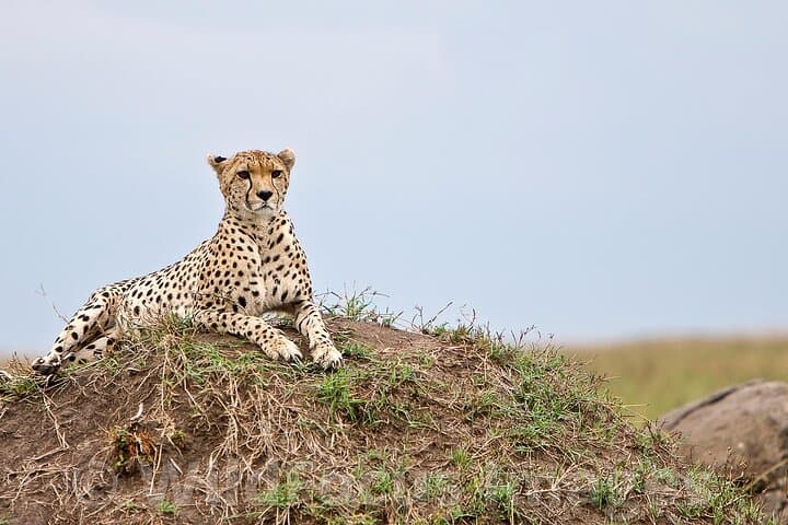 3 Days, 2 Nights Safari - Maasai Mara from Nairobi/Kisumu