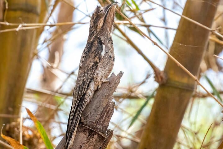 Birdwatching in Cerro Blanco Reserve Wildlife Watching Guayaquil