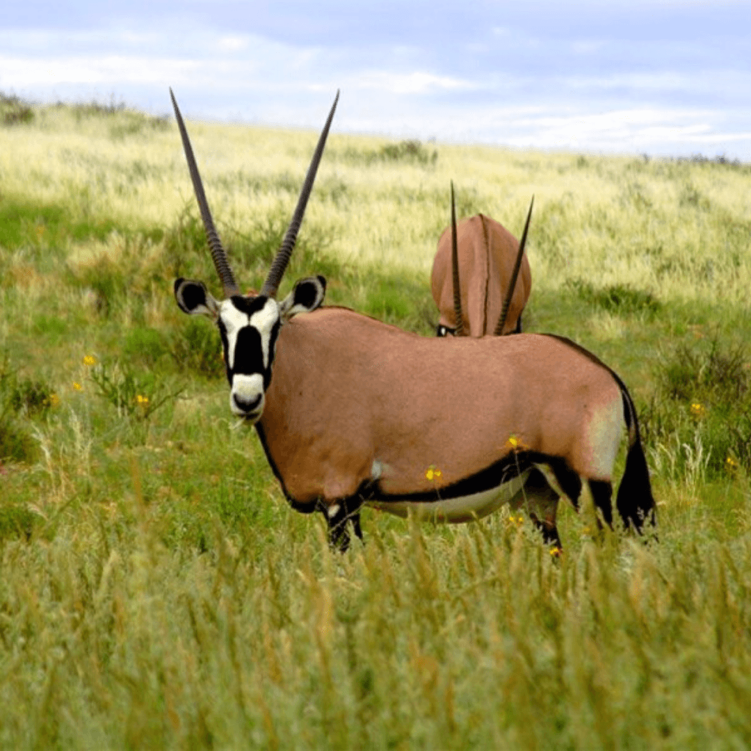 Day Safari to Mkomazi National Park from Arusha