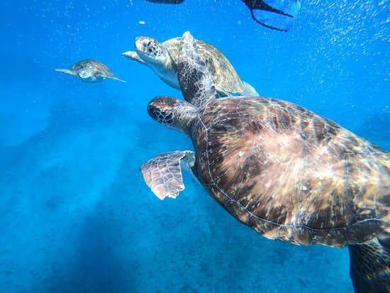 Snorkeling with Sea Turtle Experience, São Vicente