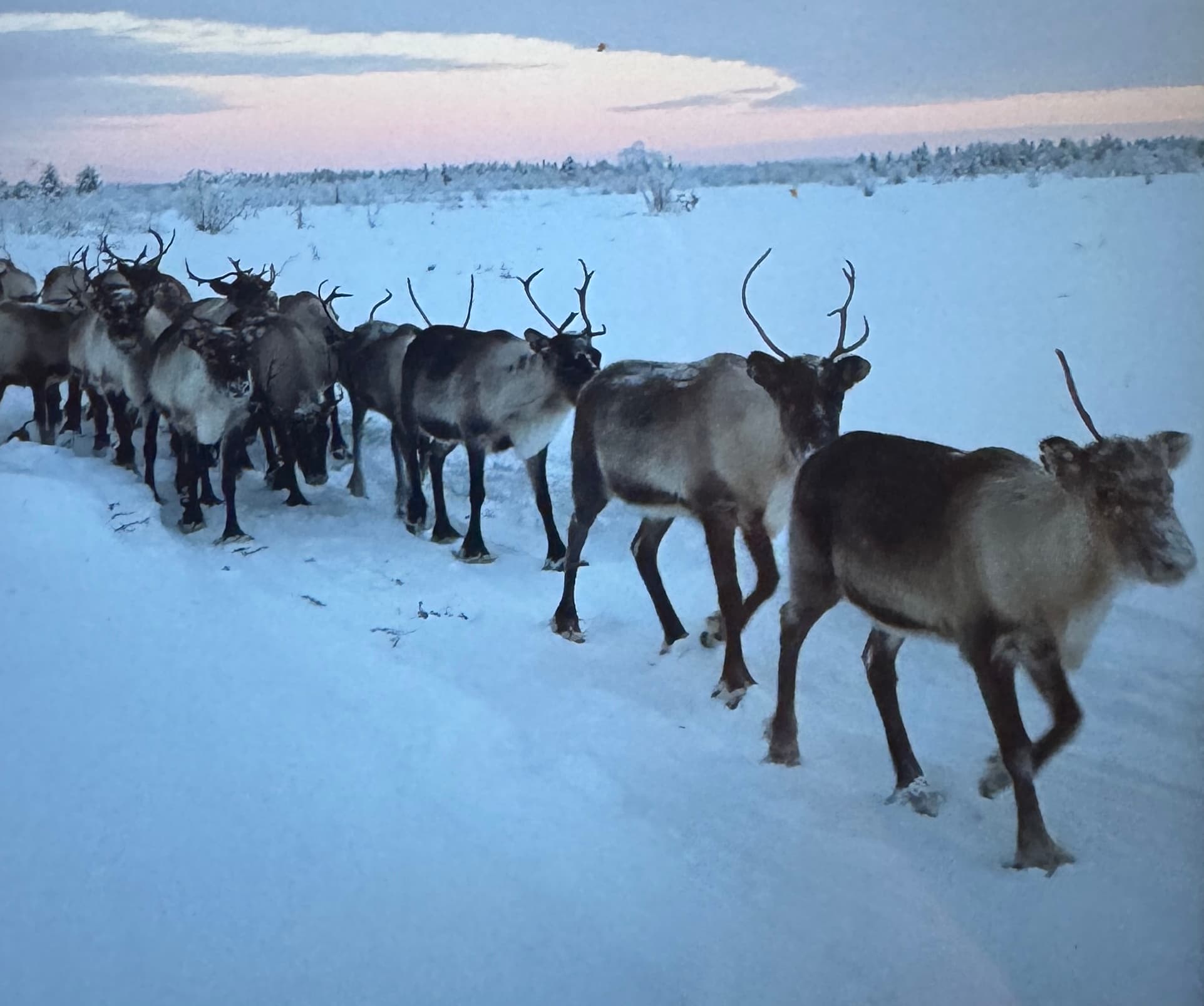 Experience a unique morning, feeding wild roaming reindeers 08:00 AM