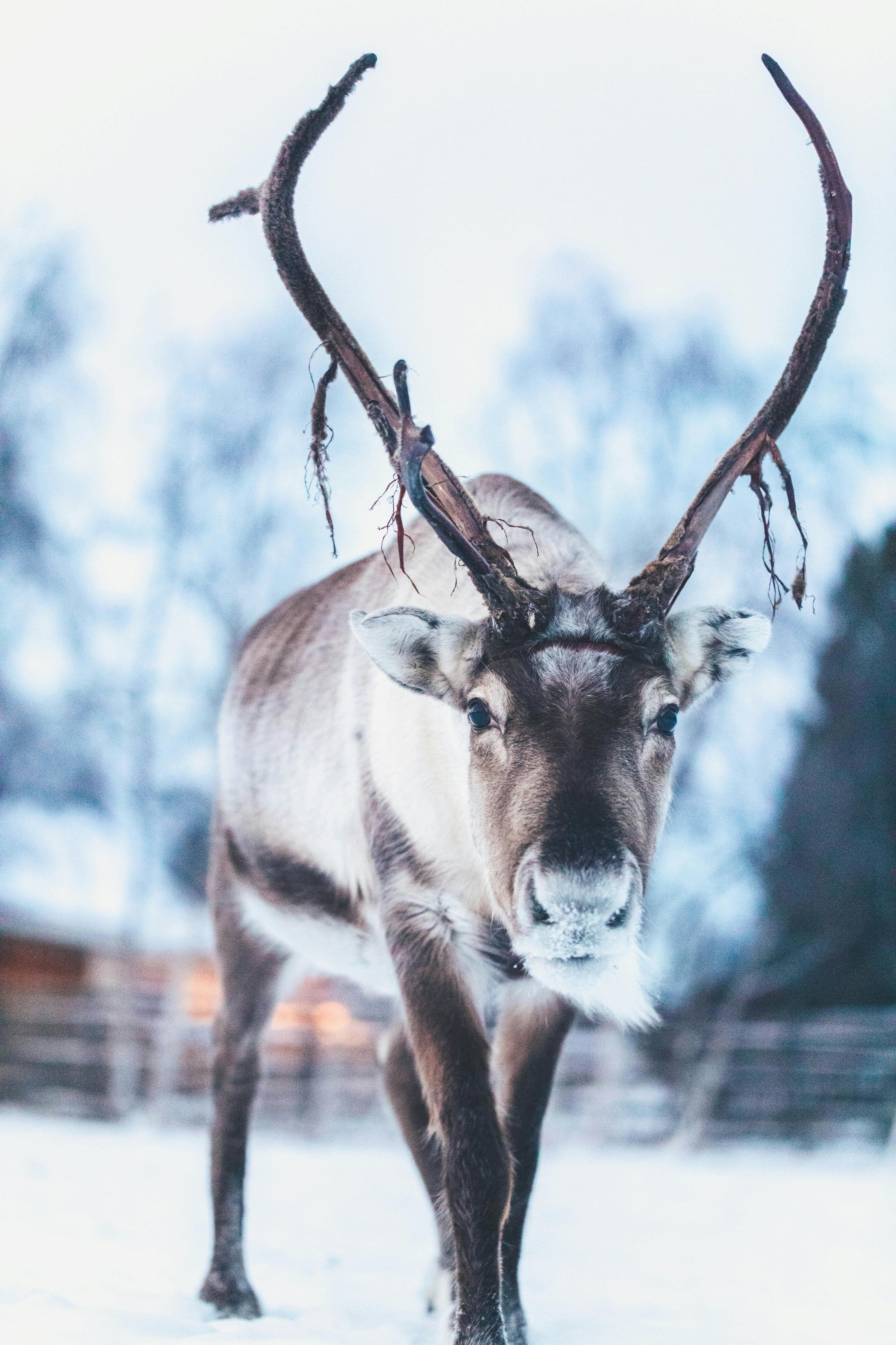 Private Reindeer Feeding Experience with Local Guide in Levi