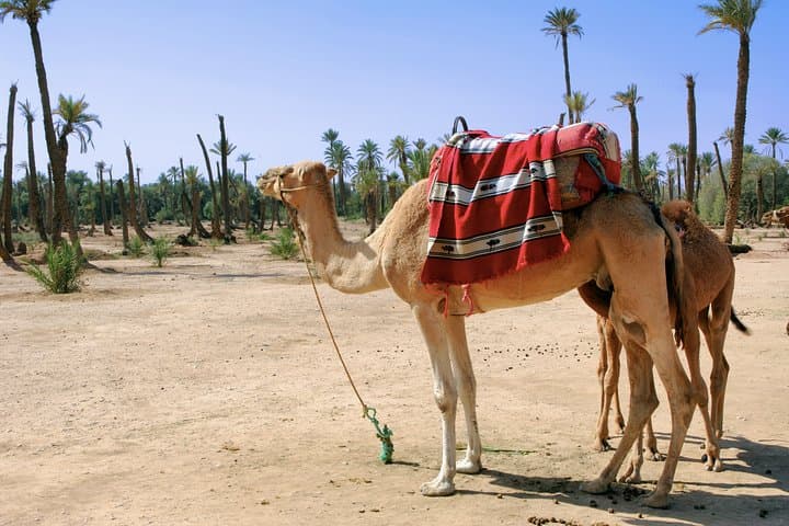 Camel ride in Marrakech Palm Grove