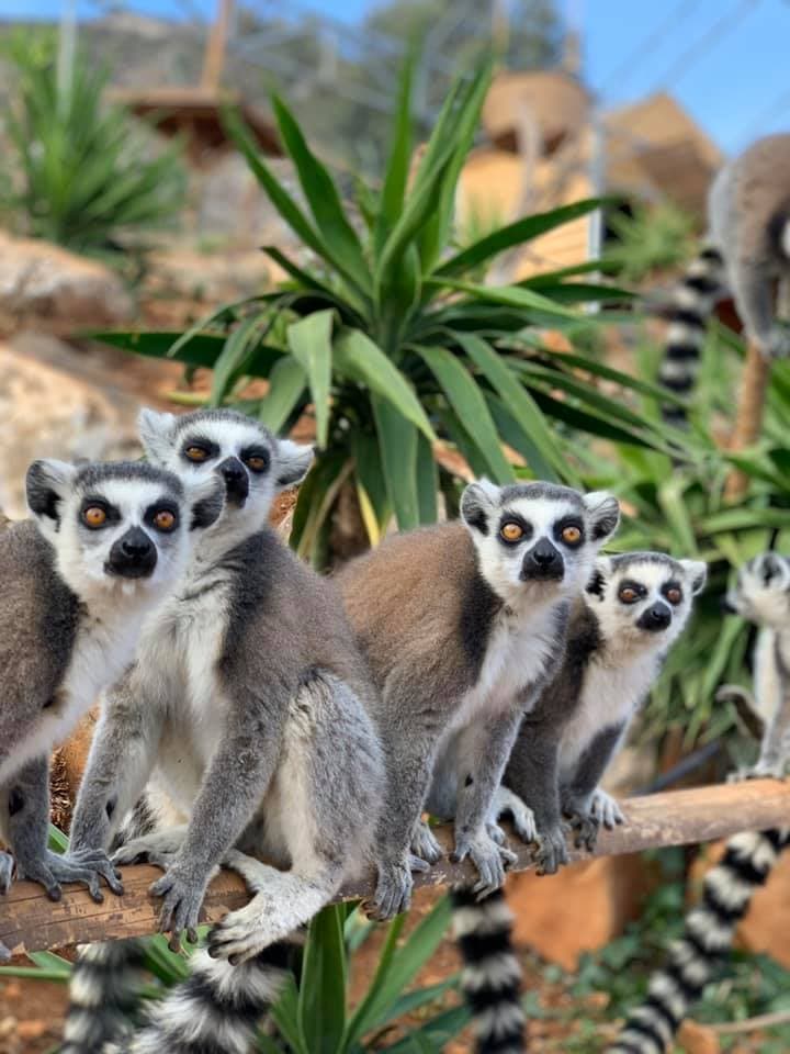 From Elounda: Private Family Tour | Amazonas Park | Olive Oil Mill | Zeus Cave | Lasithi Plateau | Lassinthos Park | Krassi Village