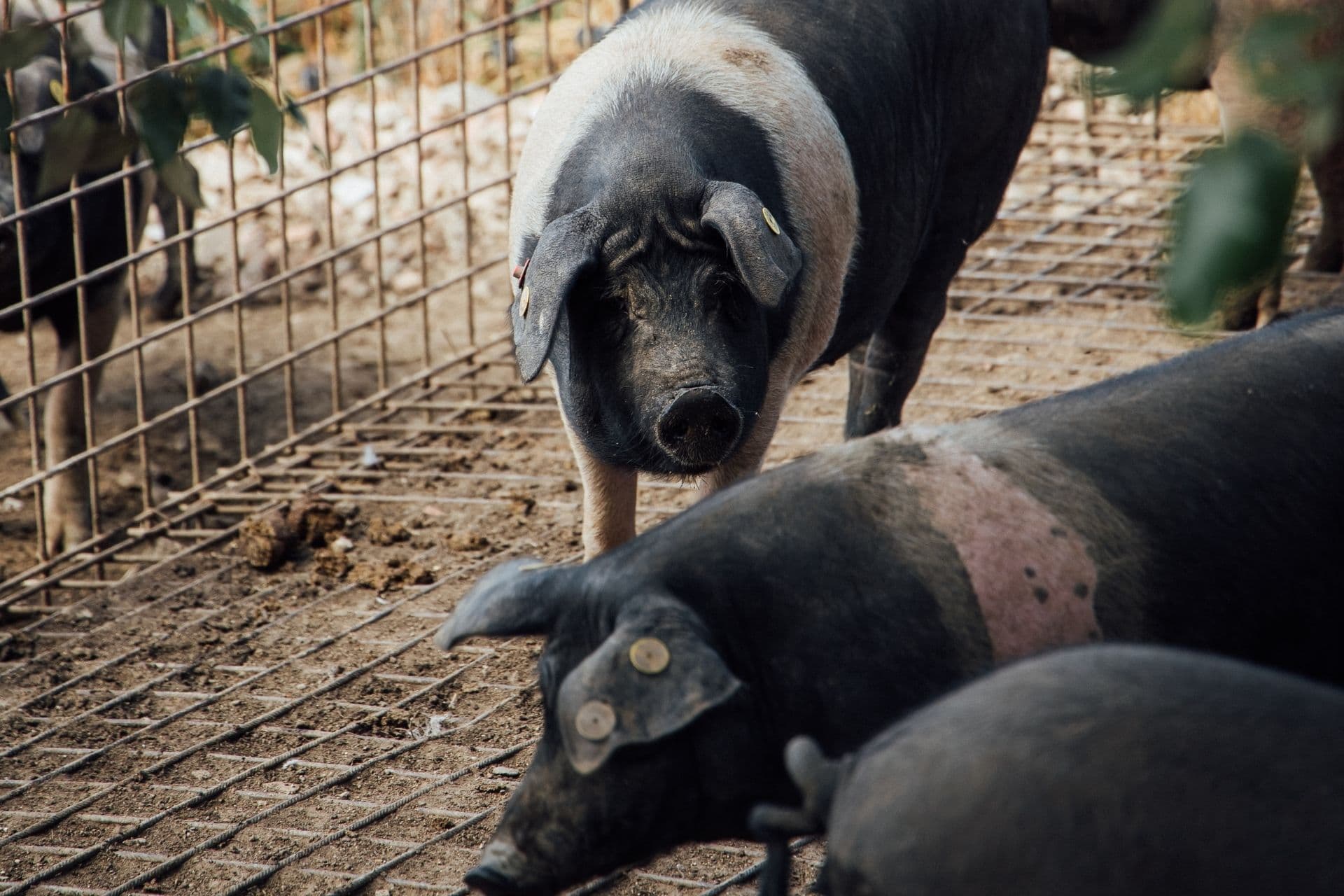 Farm tour: the piglet of Cinta Senese