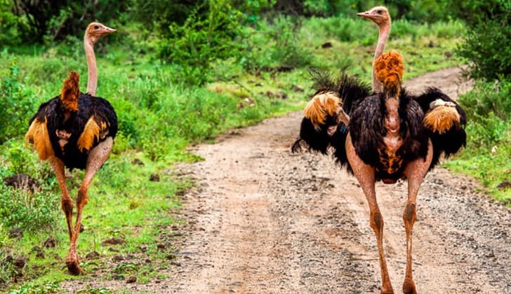 6 Days Magical Choice Safari