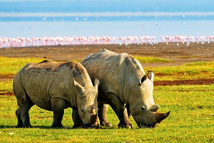2 Days, 1 Night Safari - Lake Nakuru National Park From Kisumu